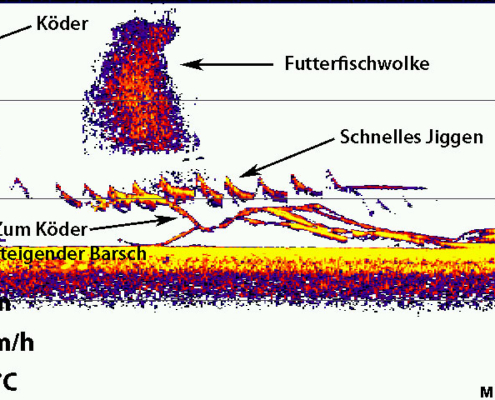Echolotbilder beim Barschangeln interpretieren