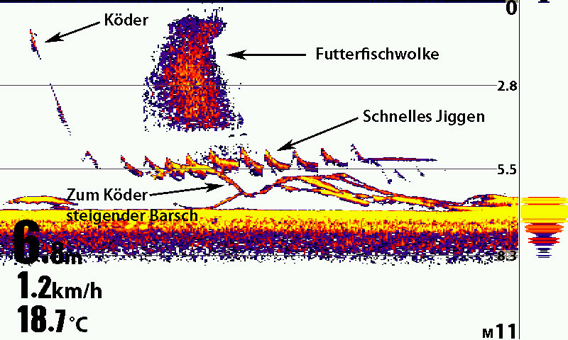 Echolotbilder beim Barschangeln interpretieren